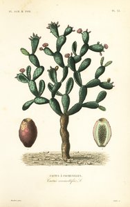 Cochineal kaktüs, Nopalea cochenillifera, Opuntia cochenillifera, Cactus cochenillifer, Cactus coccinellifer, Cactus a cochenilles by Unbekannt