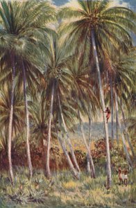 Kuzey Queensland