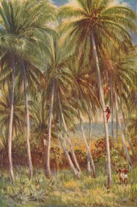 Hindistan cevizi avuç içi, 1924 by Unbekannt