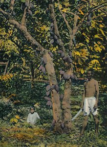 Kakao tam kıvamında, Trinidad ve Tobago, c1914. by Unbekannt