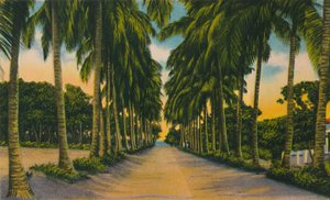 Coconut Avenue, Barranquilla, 1940
