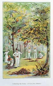 Kakao toplamak, Venezuela, 1892 by Unbekannt