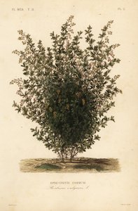 Ortak kızamık, Berberis vulgaris, Epine-vinette komün by Unbekannt