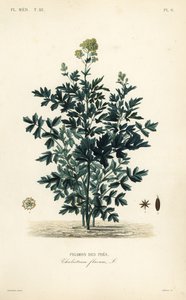 Ortak çayır rue, Thalictrum flavum, Pigamon des pres by Unbekannt