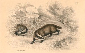 Adi veya Avrasya porsuğu Meles meles, 1828 by Unbekannt