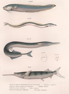 Ortak yılan balığı. Ortak kum yılan balığı. Ortak Hornhecht. Brezilya yarım gagası, c.1850