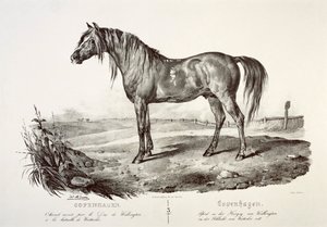 Kopenhag, Wellington Dükü