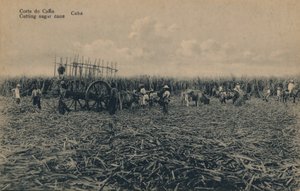 Cana Court - Şeker kamışı kesme - Küba, c1910 by Unbekannt