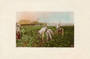 Tütün hasadı. - Tütün Plantasyonu, c1910 by Unbekannt
