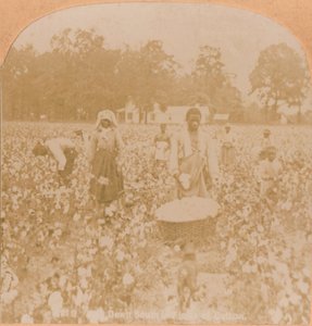 Pamuk Toplama., c1900 by Unbekannt