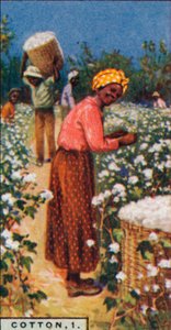 Pamuk, 1. - Tohumlu Pamuk Toplama, W. Indies, 1928 by Unbekannt