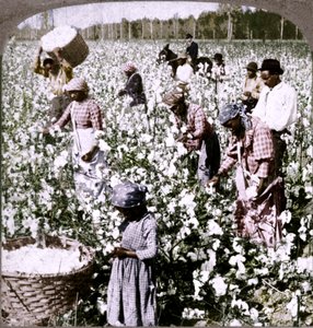 Pamuk kraldır - toplayıcıların iş başında olduğu bir ekim sahnesi. Gürcistan, c1900 by Unbekannt