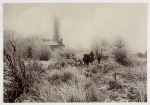 "Soğuk bir alanda inekler", 1890 vers by Unbekannt