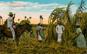 Küba: Kana Kesimi Şeker Kamışı Kesme, c1910 by Unbekannt