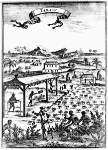 Batı Hint Adaları'nda köle emeği kullanılarak tütün yetiştirme ve iyileştirme, 1686 by Unbekannt