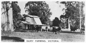 Süt çiftçiliği, Victoria, Avustralya, 1928 by Unbekannt
