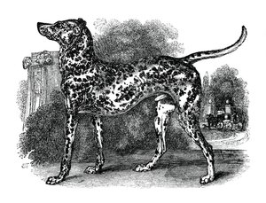 Dalmaçyalı köpek, 1848 by Unbekannt