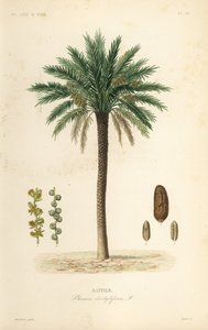 Hurma ağacı, Phoenix dactylifera, Dattier by Unbekannt
