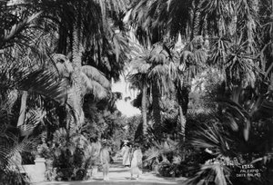 Hurma ağaçları, Palermo, Sicilya, İtalya, c1920s-c1930s by Unbekannt