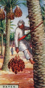 Tarih. - Meyve Toplama, Kuzey Afrika, 1928 by Unbekannt
