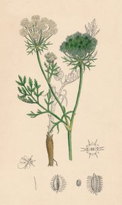 Daucus Carota. Yabani Havuç, 19. Yüzyıl by Unbekannt