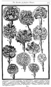 Dianthus Karanfiller ve Pembeler, 1629 by Unbekannt