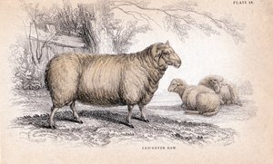 Dishley Yeni Leicester Ram, c1840 by Unbekannt