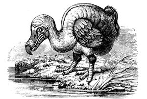 Dodo, 1884 by Unbekannt