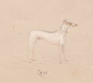 Köpek, 1800