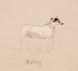 Köpek, 1800