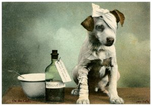 bandajlı köpek by Unbekannt