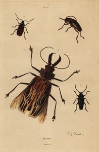 Dorysthenes paradoxus 1, Macrodontia cervicornis, savunmasız 2, Elateropsis lineatus 3 ve Prionus versicolor 4 by Unbekannt