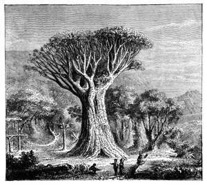 Icod Dracona, Tenerife, İspanya, c1900