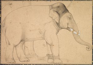 Fil Çizimi, c. 1700. by Unbekannt
