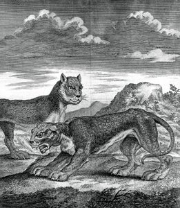 Doğu Hint leoparı, 1750 by Unbekannt