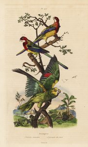 Doğu rosella, Platycercus sınavları ve sarı taçlı amazon, Amazona ochrocephala by Unbekannt