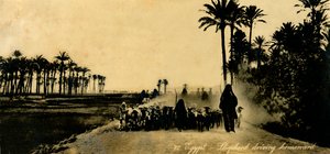 Mısır - Çoban eve doğru sürüyor, c1918-c1939. by Unbekannt