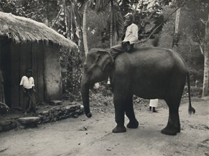 Kandy yakınlarındaki bir yolda fil, 1926 by Unbekannt