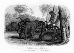 Fil avı, Hindistan, c1840 by Unbekannt