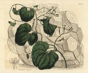 Fil ayağı, Dioscorea filleri (Dişi pelerin bryony, Tamus filleri faemina) by Unbekannt