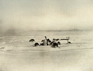 İmparatorun Kızak Kızağı, c 1908, 1909 by Unbekannt