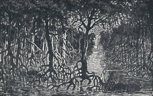 Ekvator Afrika Ormanı, 1924 by Unbekannt