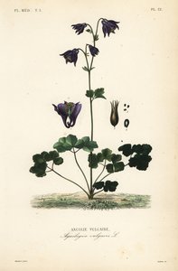 Avrupa kumru, Aquilegia vulgaris, Ancolie vulgaire by Unbekannt
