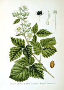 Avrupa böğürtlen, 1893 by Unbekannt