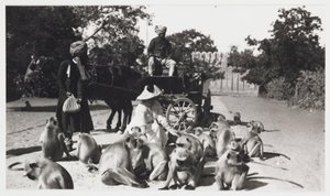 Bir maymun sürüsünü besleyen Avrupalı kadın, Hindistan, c 1910 by Unbekannt
