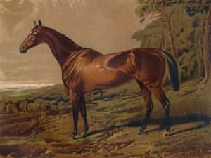 Adil Nell, c1879. by Unbekannt