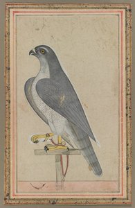 Şahin, ç. 1770. by Unbekannt