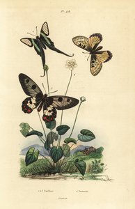 Sahte apollo, Archon apollinus 1, beyaz ejderha kuyruğu, Lamproptera curius 2 ve açık kanatlı kırlangıçkuyruğu, Cressida cressida 3, parnassus otu, Parnassia palustris 4 by Unbekannt
