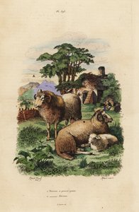 Yağ kuyruklu koyun, Ovis aries 1 ve Merinos koyunu, Ovis aries 2 by Unbekannt