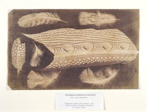Feathers, c 1840 by Unbekannt